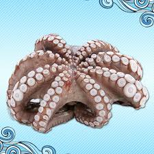 Image result for Octopus vulgaris