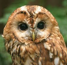 Image result for Strix aluco