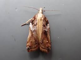 Attēlu rezultāti vaicājumam “Acleris cristana”