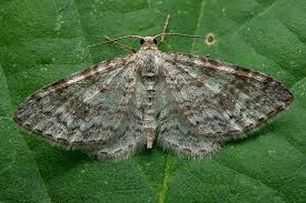 Attēlu rezultāti vaicājumam “Hydrelia sylvata”