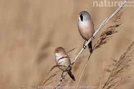 Attēlu rezultāti vaicājumam “Panurus biarmicus female”