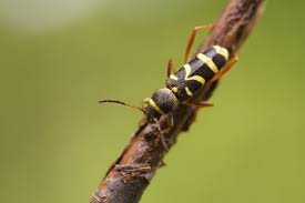 Attēlu rezultāti vaicājumam “Clytus arietis”