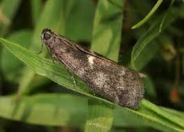 Attēlu rezultāti vaicājumam “Apomyelois bistriatella”