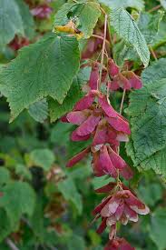 Attēlu rezultāti vaicājumam “Phyteuma spicatum leaf”