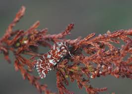 Attēlu rezultāti vaicājumam “Anarta myrtilli”