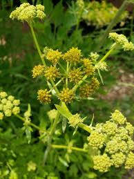 Attēlu rezultāti vaicājumam “Levisticum officinale”