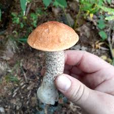 Attēlu rezultāti vaicājumam “Leccinum melaneum”