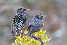 Attēlu rezultāti vaicājumam “Sturnus vulgaris”