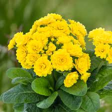 Attēlu rezultāti vaicājumam “Primula”