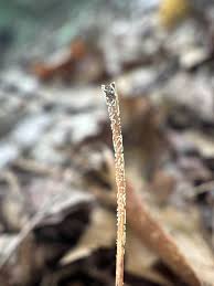 Attēlu rezultāti vaicājumam “Physarum luteolum macro”