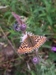 Attēlu rezultāti vaicājumam “Boloria aquilonaris upperside”