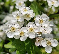 Attēlu rezultāti vaicājumam “Crataegus laevigata flower”