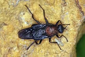 Attēlu rezultāti vaicājumam “Clitellaria ephippium”