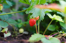 Attēlu rezultāti vaicājumam “Fragaria x ananassa fruit”