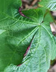 Attēlu rezultāti vaicājumam “Contarinia petioli”