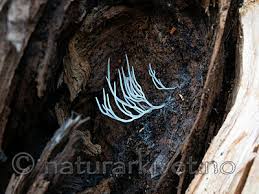 Attēlu rezultāti vaicājumam “Lentaria epichnoa”