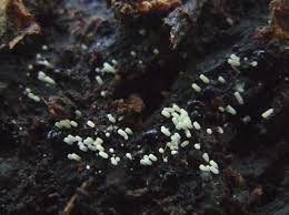 Attēlu rezultāti vaicājumam “Henningsomyces candidus”