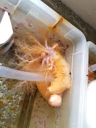 Image result for Cucumaria frondosa