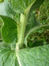 Attēlu rezultāti vaicājumam “Verbascum densiflorum bud”