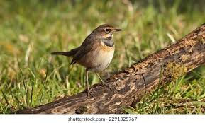 Attēlu rezultāti vaicājumam “Luscinia svecica adult”