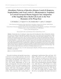 Attēlu rezultāti vaicājumam “Quedius dilatatus”