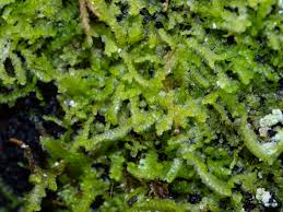 Attēlu rezultāti vaicājumam “Lejeunea cavifolia”