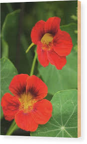 Image result for Tropaeolum majus