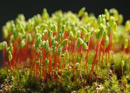 Attēlu rezultāti vaicājumam “Pohlia”