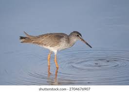 Attēlu rezultāti vaicājumam “Tringa totanus adult”