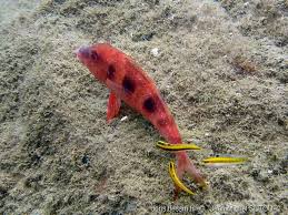 Image result for Pseudupeneus maculatus