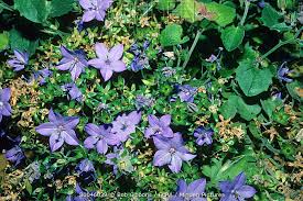 Image result for Campanula isophylla
