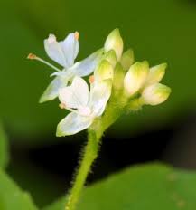 Attēlu rezultāti vaicājumam “Circaea alpina leaf”