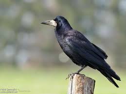 Attēlu rezultāti vaicājumam “Corvus frugilegus adult”