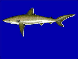 Image result for Carcharhinus albimarginatus
