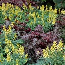 Attēlu rezultāti vaicājumam “Corydalis”