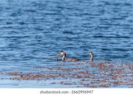 Attēlu rezultāti vaicājumam “Podiceps cristatus adult”