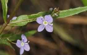 Attēlu rezultāti vaicājumam “Veronica scutellata flower”