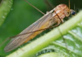 Attēlu rezultāti vaicājumam “Licea castanea macro”