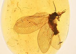 Attēlu rezultāti vaicājumam “Hemerobiidae”