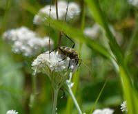 Attēlu rezultāti vaicājumam “Pachyta quadrimaculata”