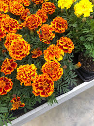 Image result for Tagetes patula
