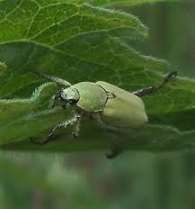 Attēlu rezultāti vaicājumam “Hoplia parvula”