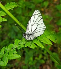 Attēlu rezultāti vaicājumam “Epirranthis diversata upperside”