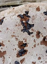 Attēlu rezultāti vaicājumam “Bolitophagus reticulatus imago”