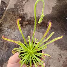 Image result for Drosera