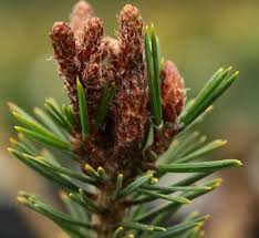 Attēlu rezultāti vaicājumam “Pinus sylvestris fruit”