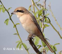 Image result for Lanius isabellinus