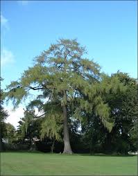 Attēlu rezultāti vaicājumam “Larix decidua”