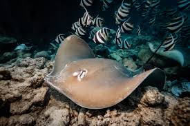 Image result for Bathytoshia brevicaudata