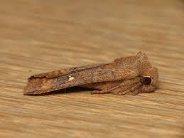 Attēlu rezultāti vaicājumam “Eupsilia transversa”